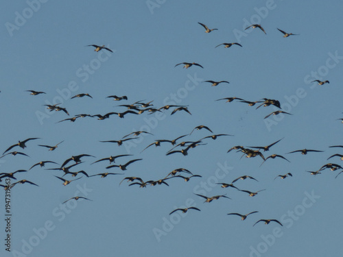 Flock of Ducks Flying in the Sky, Migrating Birds