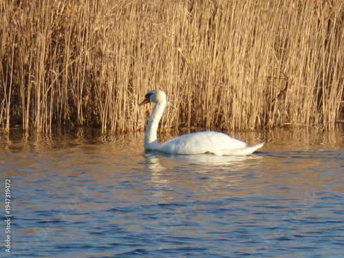 White Swan Swimming on River, Close Up Wildlife Bird