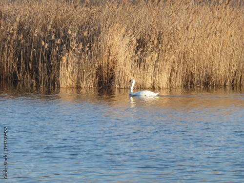 White Swan Swimming on River, Close Up Wildlife Bird