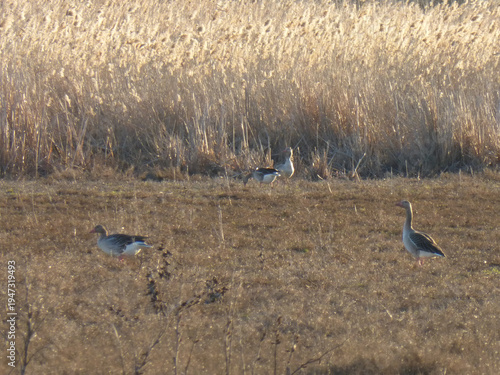 Wild Geese Grazing in Green Field, Flock of Birds