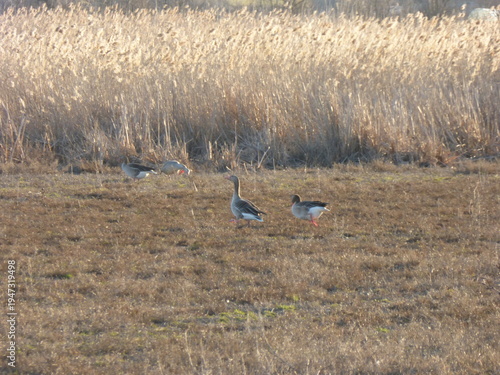 Wild Geese Grazing in Green Field, Flock of Birds