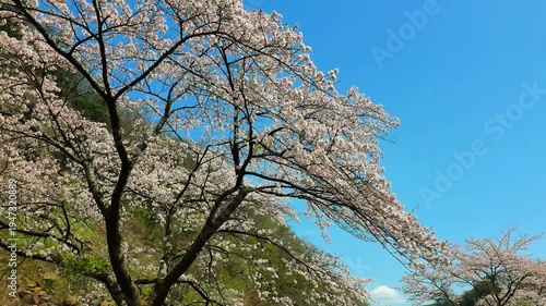 桜と鯉のぼり（材木岩公園）【宮城県白石市小原】