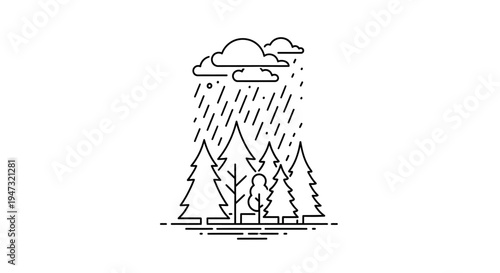 Rainy weather over pine trees forest.