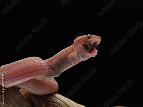 Snake on a black background