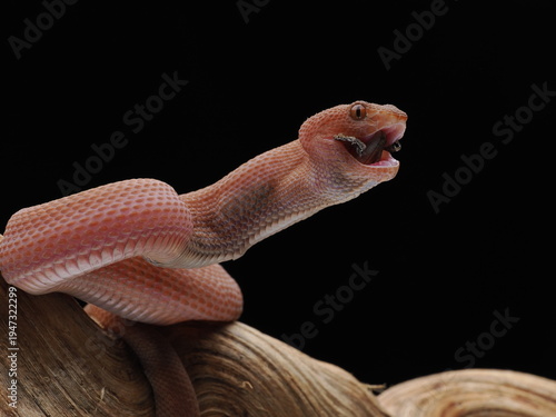 Snake on a wooden table