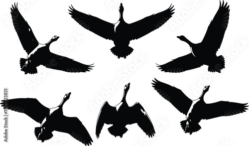 Flock of Canadian geese silhouette flying in sky for bird migration wildlife nature background autumn hunting season and outdoor wild animal concept