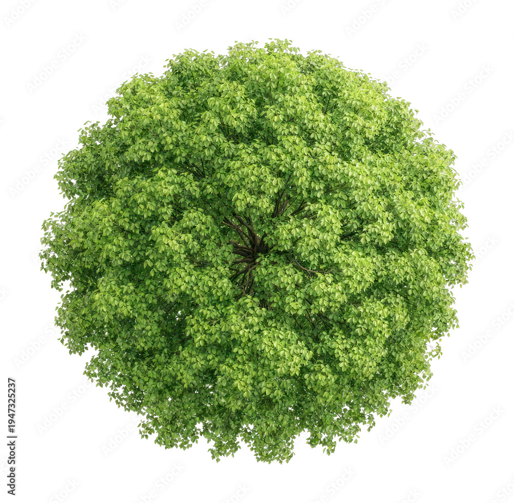 Obraz premium PNG Lush green tree canopy top