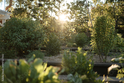 Beautiful garden at sunset