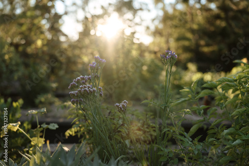 Beautiful garden at sunset