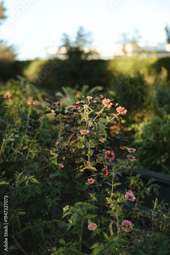 Beautiful garden at sunset