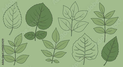 Set of various green leaf illustrations with different shapes and vein patterns.