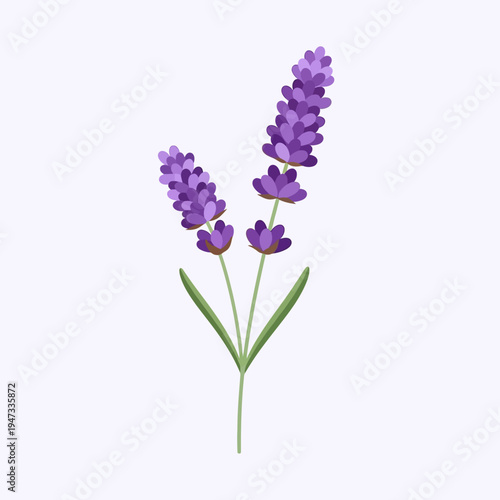 Lavender Sprigs in Bloom with Purple Flower Spikes