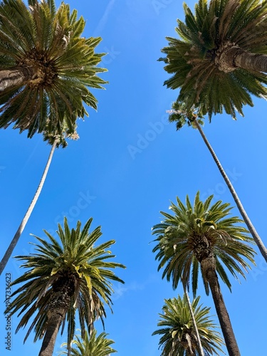 Beautiful palm trees isolated against a blue sky
