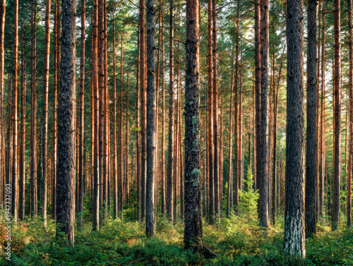 Wallpaper Mural Dense pine forest with sunlight filtering through tall tree trunks illuminating green undergrowth on a clear day in a serene natural environment Torontodigital.ca