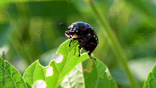 Close-up of a Japanese beetle munching on a green leaf in a garden.