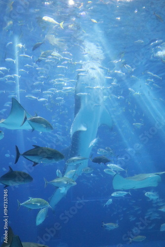 沖縄美ら海水族館、沖縄県
