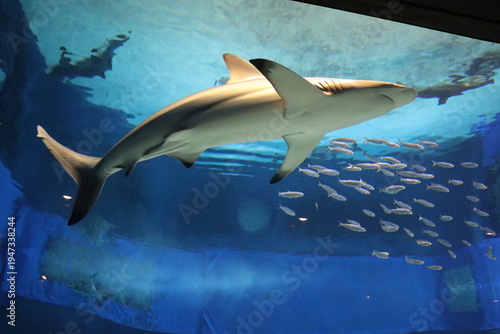 沖縄美ら海水族館、沖縄県