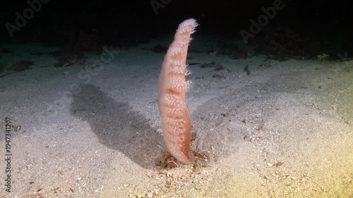 Deep Underwater Mediterranean Biodiversity - Sea pens