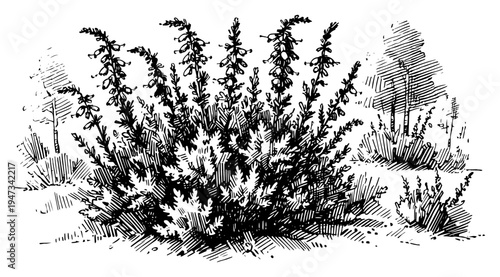 Detailed Bush and Shrubs in Nature Landscape, Vintage Hand Drawn Botanical Ink Sketch for Garden and Wilderness Vector Illustration