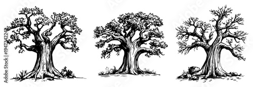 Set of Ancient Oak Trees with Gnarled Branches and Thick Trunks, Hand Drawn Ink Sketch Vector Illustration for Nature and Fantasy Design