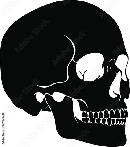 Human Skull Profile View Black and White Anatomy Vector Art
