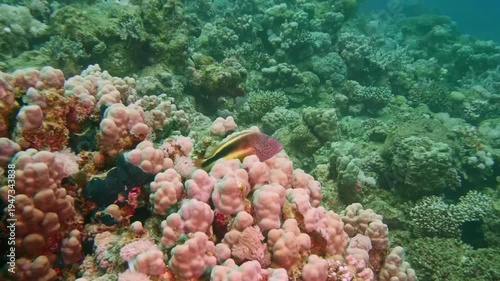 An arc-eye hawkfish (Paracirrhites arcatus) perches on a coral head, scanning its surroundings in a calm and colorful reef habitat.
