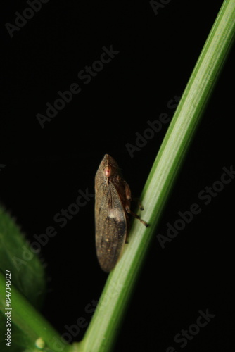 Fotografia glassy winged sharpshooter insect macro photography