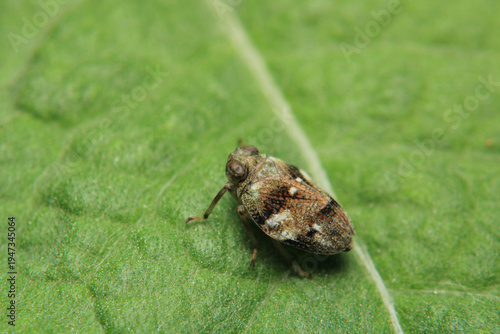 Canvas Print glassy winged sharpshooter insect macro photography