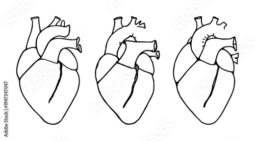 Heart set with abstract line art of a human heart, anatomical minimalist style, black ink, white background featuring anatomy, illustration, vector design with minimalism and black & white
