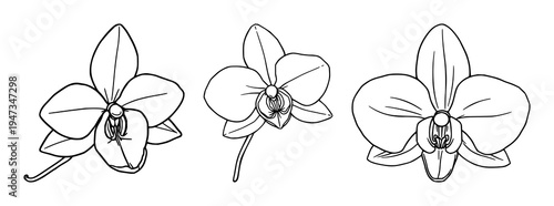 Vanilla orchid set with fine line art featuring seed pod, botanical spice, clean lines with white background and minimal design