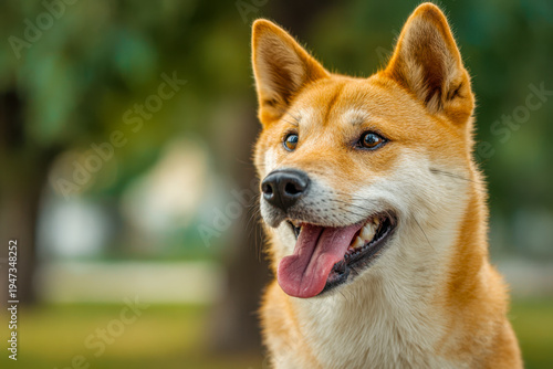 Happy tan and white dog with perky ears and bright eyes enjoying outdoor scenery on a blurred green leafy background on a sunny day