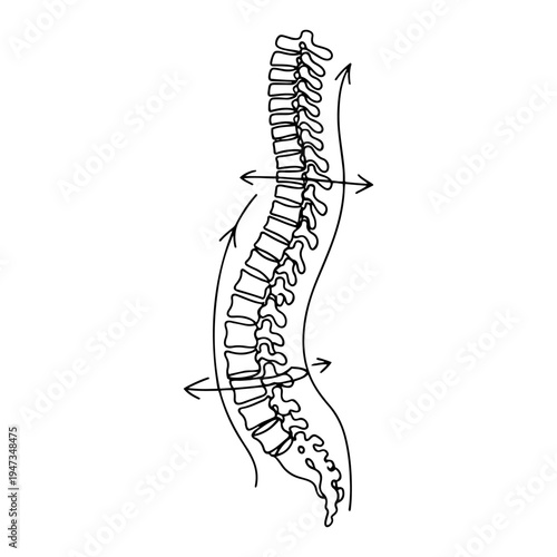 Human spine vertebrae anatomy with arrows continuous line art. Minimalist chiropractic back health and posture alignment vector drawing.