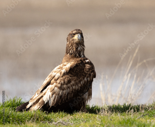 juvenile bald eagle