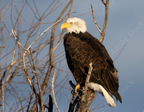 bald eagle