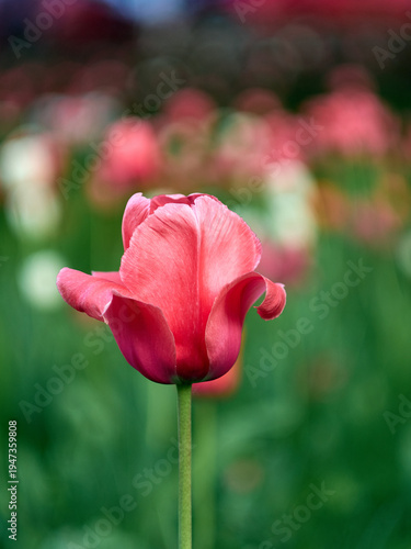 Tulipany - wiosenne kwiaty © filozofgrecki