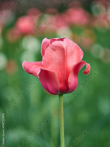 Tulipany - wiosenne kwiaty © filozofgrecki