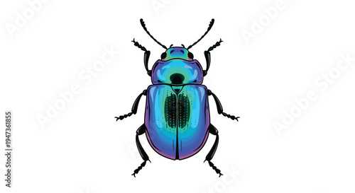 A single iridescent beetle with a shimmering blue and green carapace is depicted from a top-down perspective on a clean white background.
