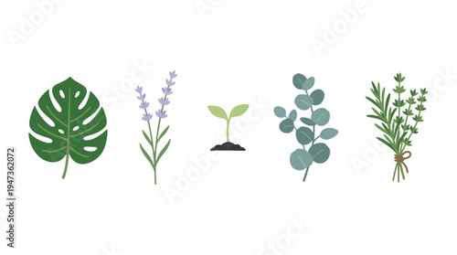 Assortment of flat vector plant illustrations monstera leaf lavender seedling eucalyptus and rosemary bunch.