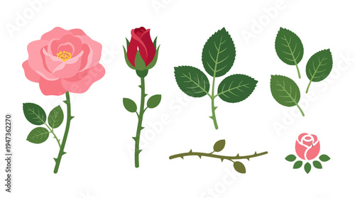 Flat vector rose elements pink bloom red bud green leaves thorny stems and a small rose icon.