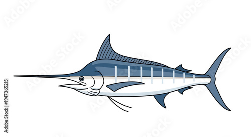 Blue Marlin Fish Illustration.