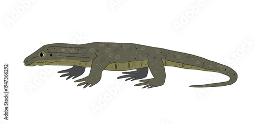 Australian goanna lizard cartoon isolated on white background. Vector illustration