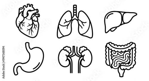 Set of human internal organs icons in thin line art style, isolated on white background.