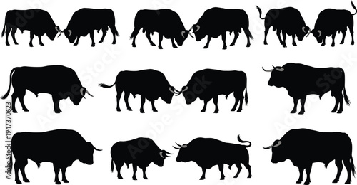 Bull, silhouettes, collection, fighting, standing, aggressive, poses, horns, animals, wildlife, strength, power, danger, behavior, isolated, white, background, black, illustration, set