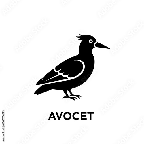 A black and white avocet bird standing on a plain surface