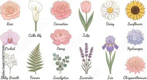 Assortment of various flower types including roses, lilies, carnations, and sunflowers are presented in an illustrated grid format.