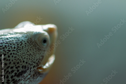 фотографія Diamondback Terrapin Close Up Portrait Showing Detailed Scales and Eyes