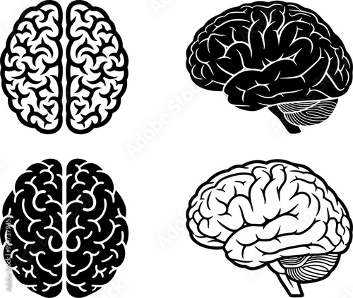 Human brain anatomy illustration with left and right hemispheres isolated on transparent background