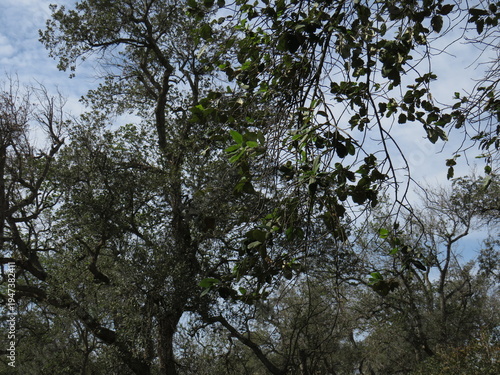 A natural woodland scene photographed in Morocco, showing tall trees with twisting branches and scattered green leaves reaching toward a lightly clouded sky. Some branches appear bare while others car