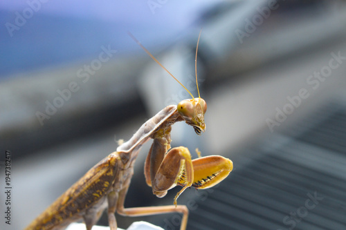 Quadro em tela Close-up of a praying mantis showing detailed eyes, antennae, and raptorial legs