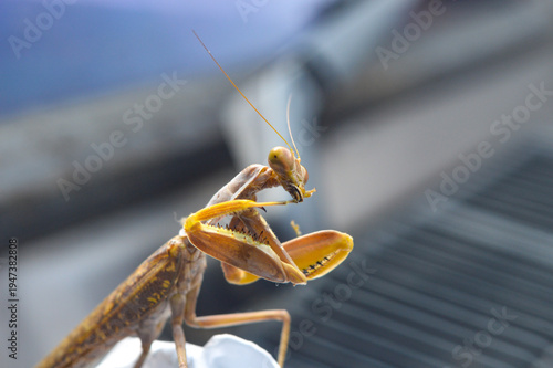 Slika na platnu Close-up of a praying mantis showing detailed eyes, antennae, and raptorial legs